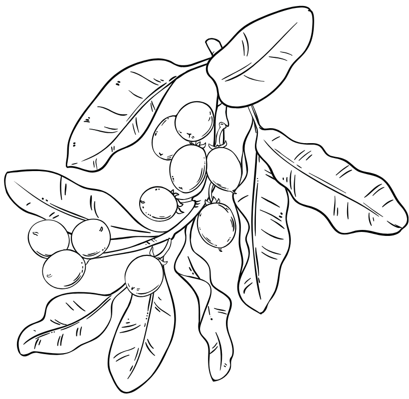Shea Nut Oil