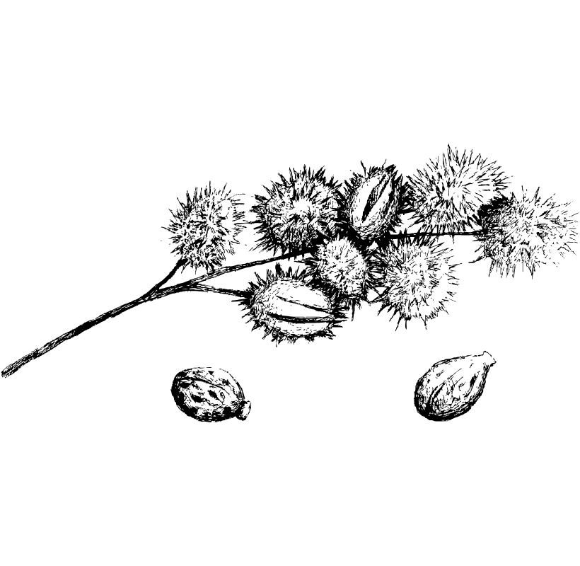 castor oil